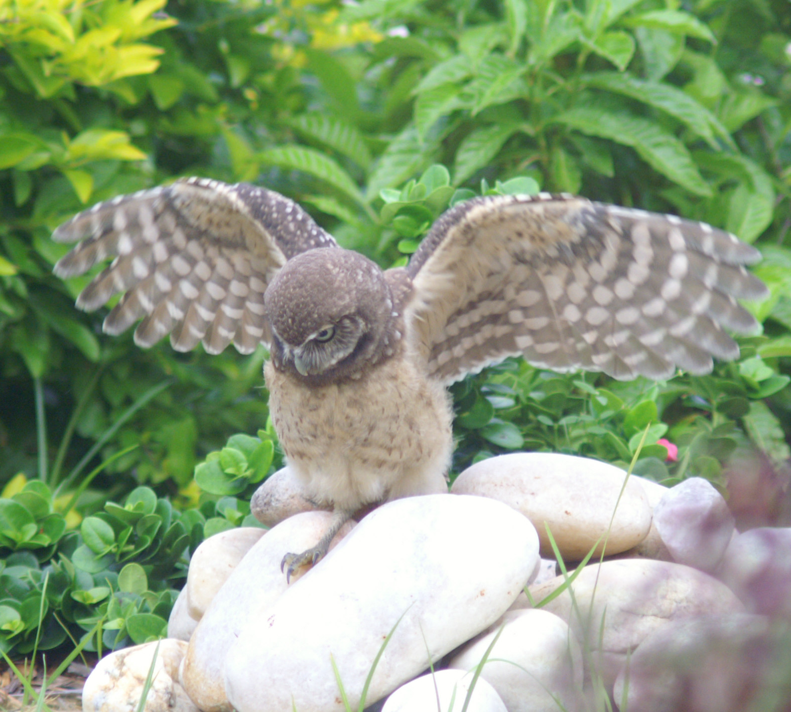 Home Page - Cape Coral Burrowing Owls