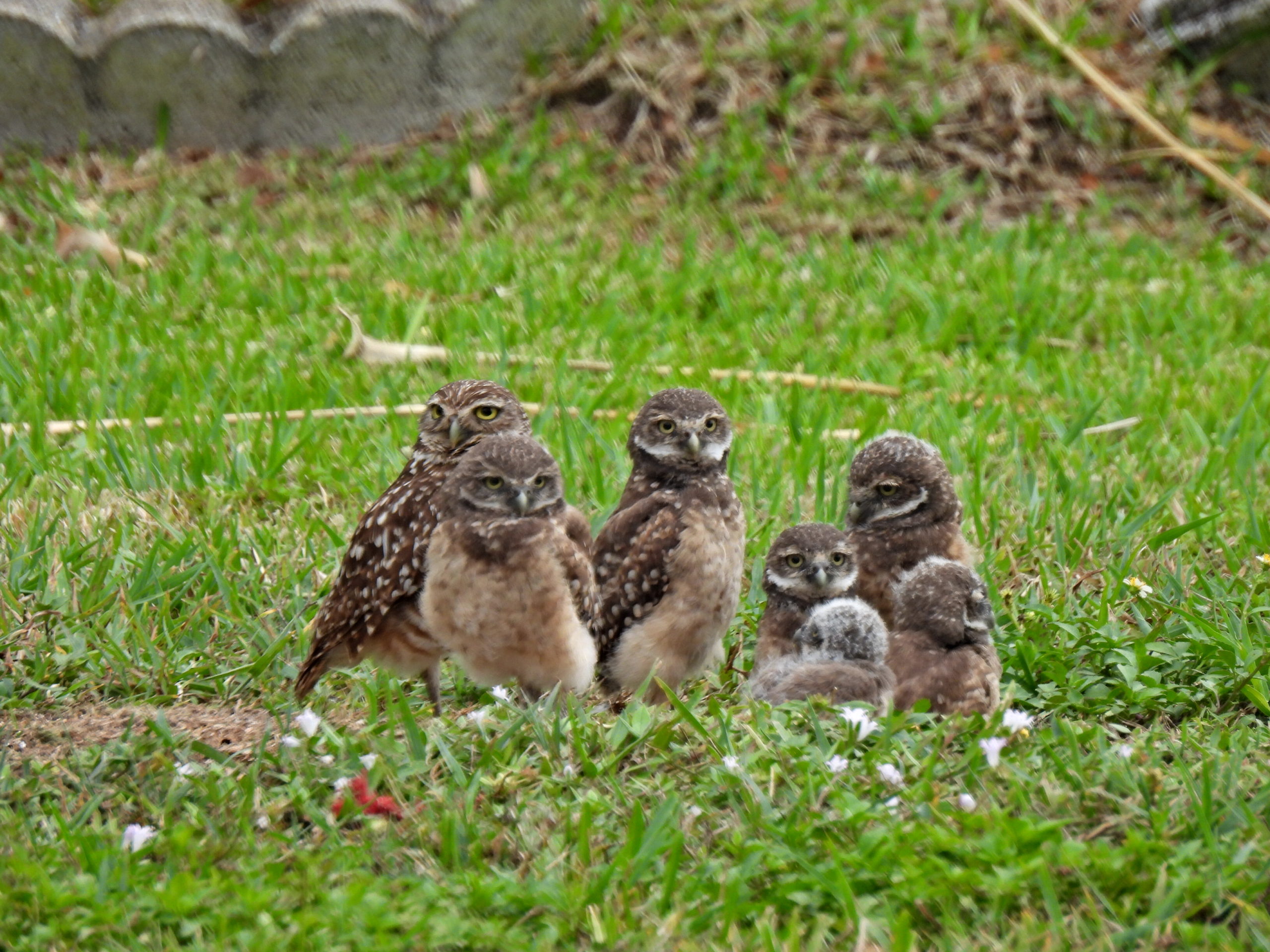 Home Page - Cape Coral Burrowing Owls